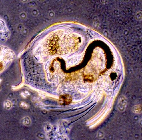 Vasemmalla Bosmina longirostris ja oikealla Daphnia longiremis Vesijärven planktonnäytteistä kuvattuina (Kuvat: K.