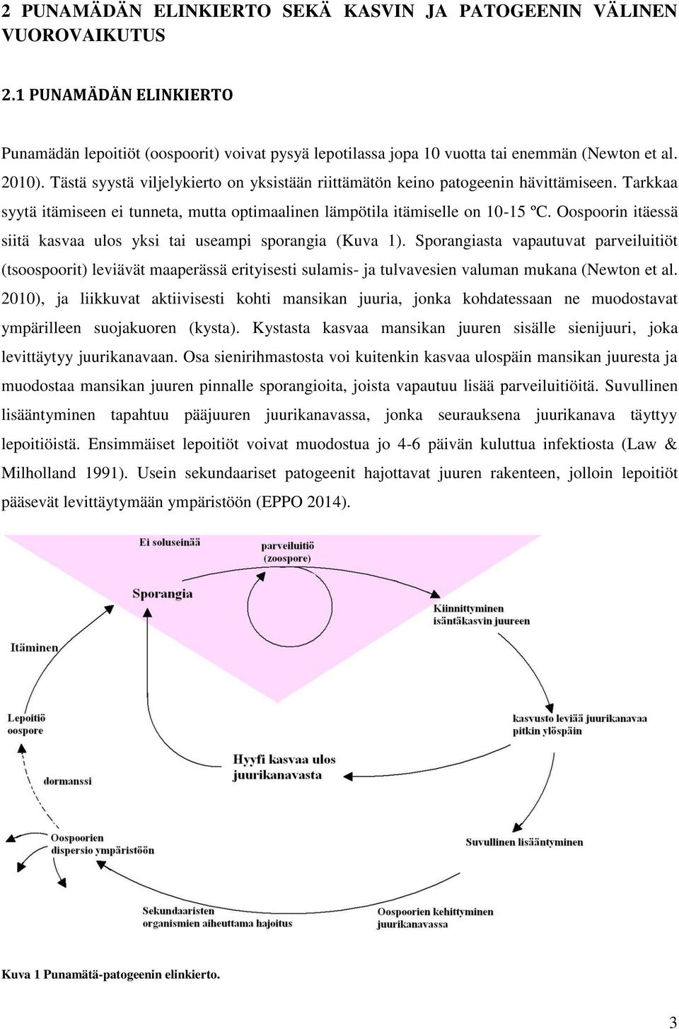 Oospoorin itäessä siitä kasvaa ulos yksi tai useampi sporangia (Kuva 1).