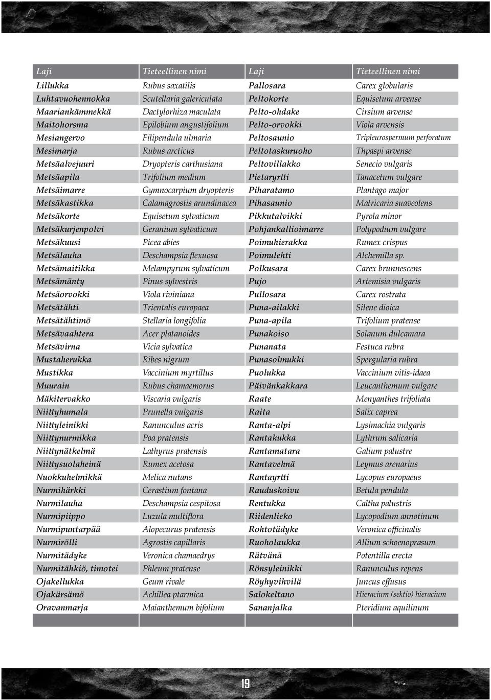 Peltotaskuruoho Thpaspi arvense Metsäalvejuuri Dryopteris carthusiana Peltovillakko Senecio vulgaris Metsäapila Trifolium medium Pietaryrtti Tanacetum vulgare Metsäimarre Gymnocarpium dryopteris