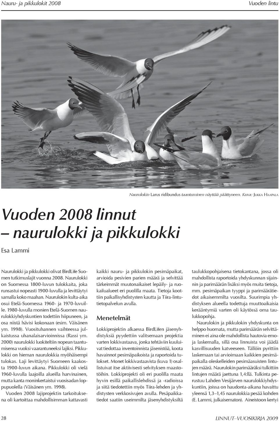 Naurulokki on Suomessa 1800-luvun tulokkaita, joka runsastui nopeasti 1900-luvulla ja levittäytyi samalla koko maahan. Naurulokin kulta-aika osui Etelä-Suomessa 1960- ja 1970-luvuille.