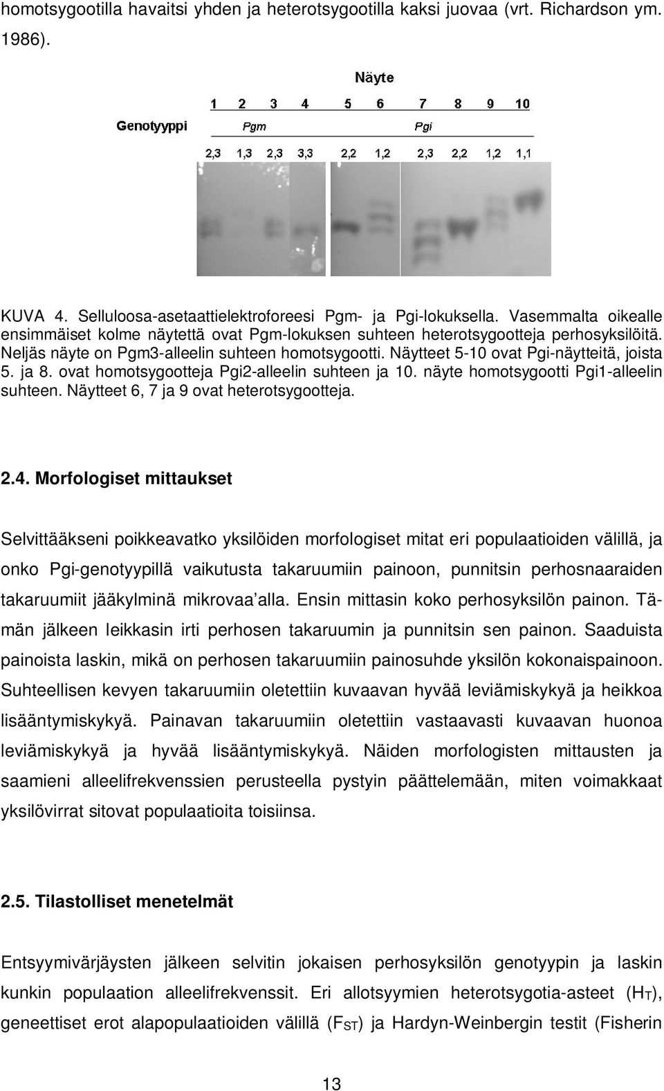 Näytteet 5-10 ovat Pgi-näytteitä, joista 5. ja 8. ovat homotsygootteja Pgi2-alleelin suhteen ja 10. näyte homotsygootti Pgi1-alleelin suhteen. Näytteet 6, 7 ja 9 ovat heterotsygootteja. 2.4.