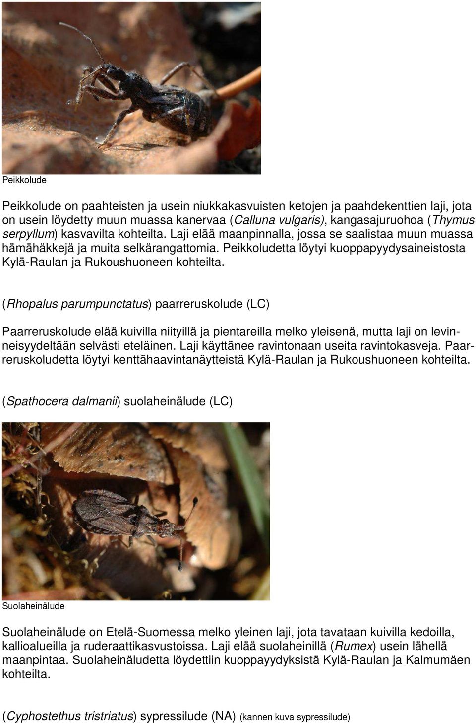 (Rhopalus parumpunctatus) paarreruskolude (LC) Paarreruskolude elää kuivilla niityillä ja pientareilla melko yleisenä, mutta laji on levinneisyydeltään selvästi eteläinen.