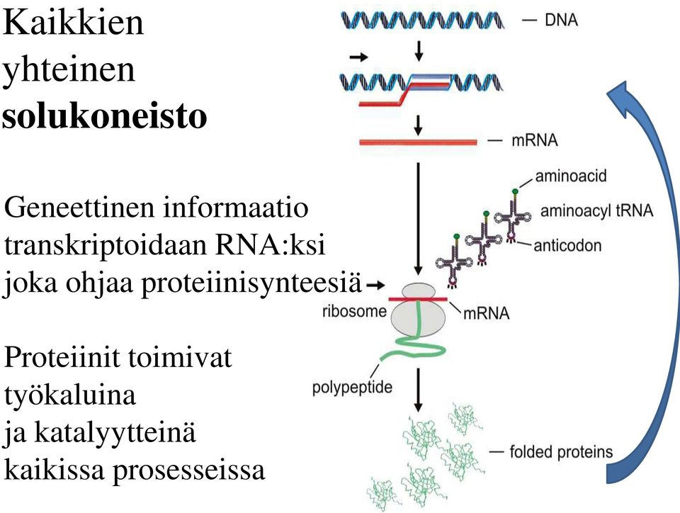 ohjaa proteiinisynteesiä Proteiinit toimivat