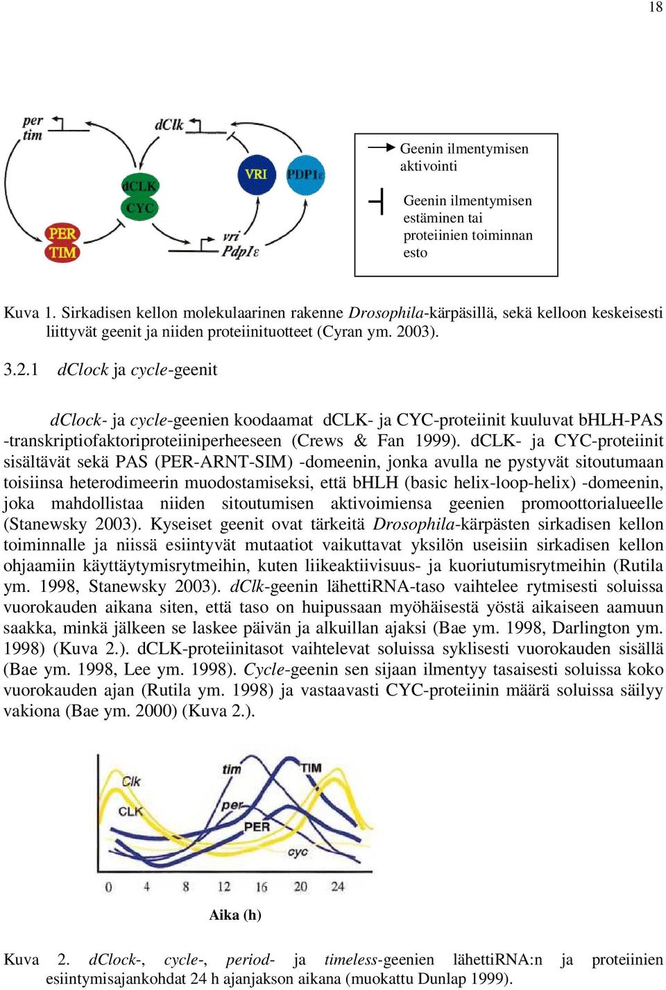 03). 3.2.1 dclock ja cycle-geenit dclock- ja cycle-geenien koodaamat dclk- ja CYC-proteiinit kuuluvat bhlh-pas -transkriptiofaktoriproteiiniperheeseen (Crews & Fan 1999).