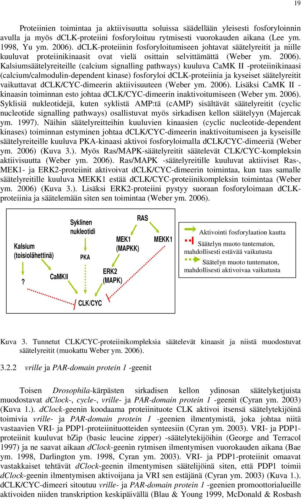 Kalsiumsäätelyreiteille (calcium signalling pathways) kuuluva CaMK ІІ -proteiinikinaasi (calcium/calmodulin-dependent kinase) fosforyloi dclk-proteiinia ja kyseiset säätelyreitit vaikuttavat