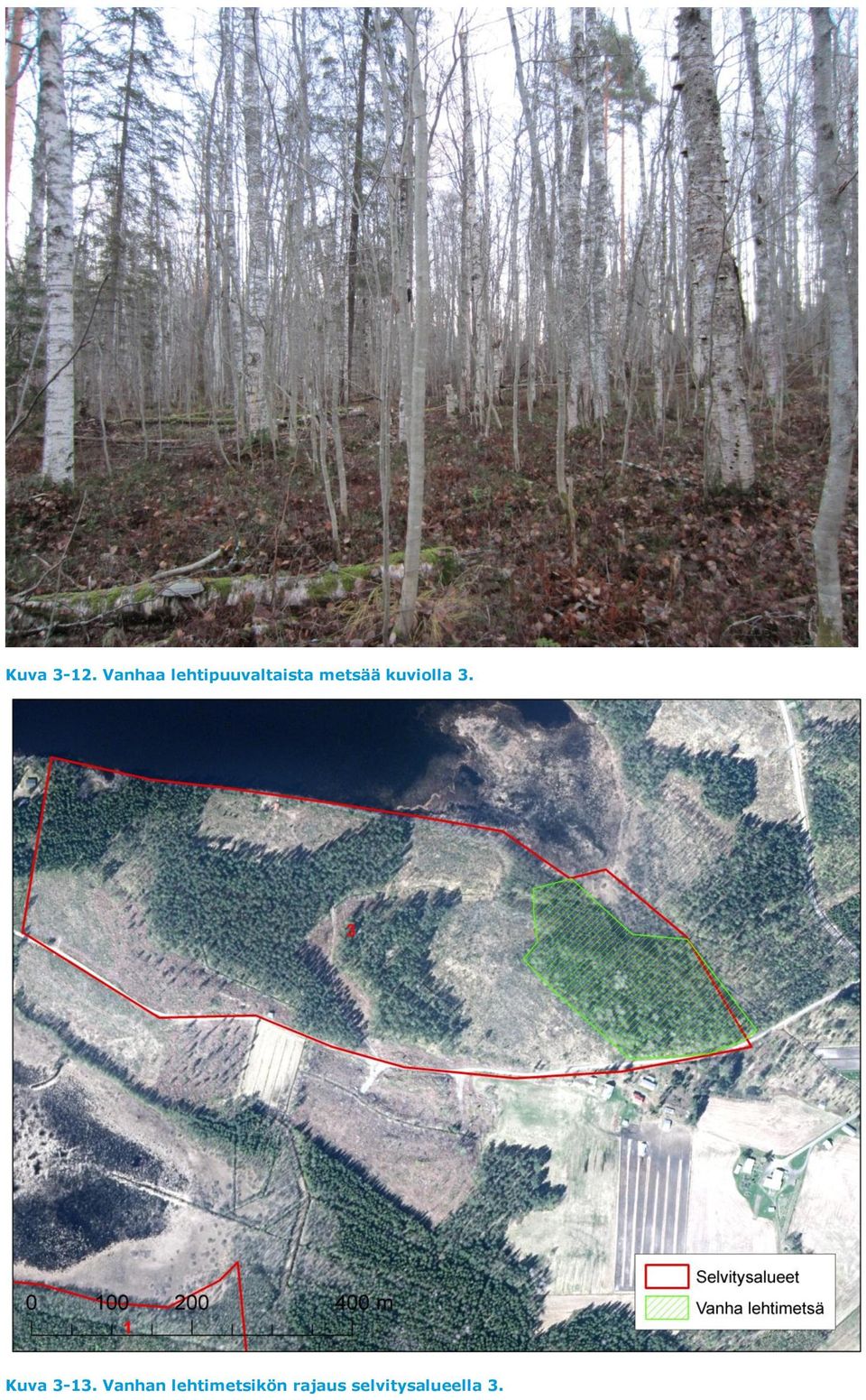 metsää kuviolla 3. Kuva 3-13.