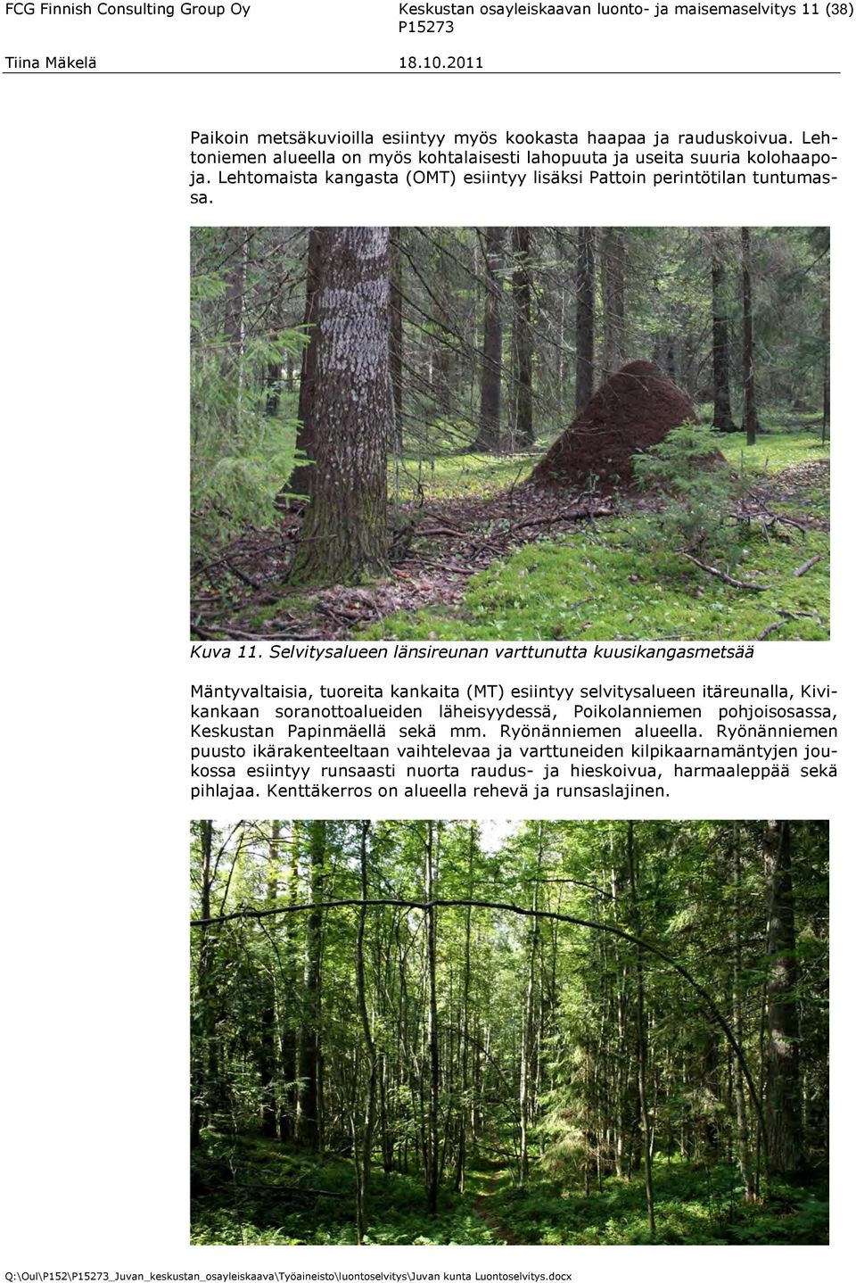 Selvitysalueen länsireunan varttunutta kuusikangasmetsää Mäntyvaltaisia, tuoreita kankaita (MT) esiintyy selvitysalueen itäreunalla, Kivikankaan soranottoalueiden läheisyydessä, Poikolanniemen