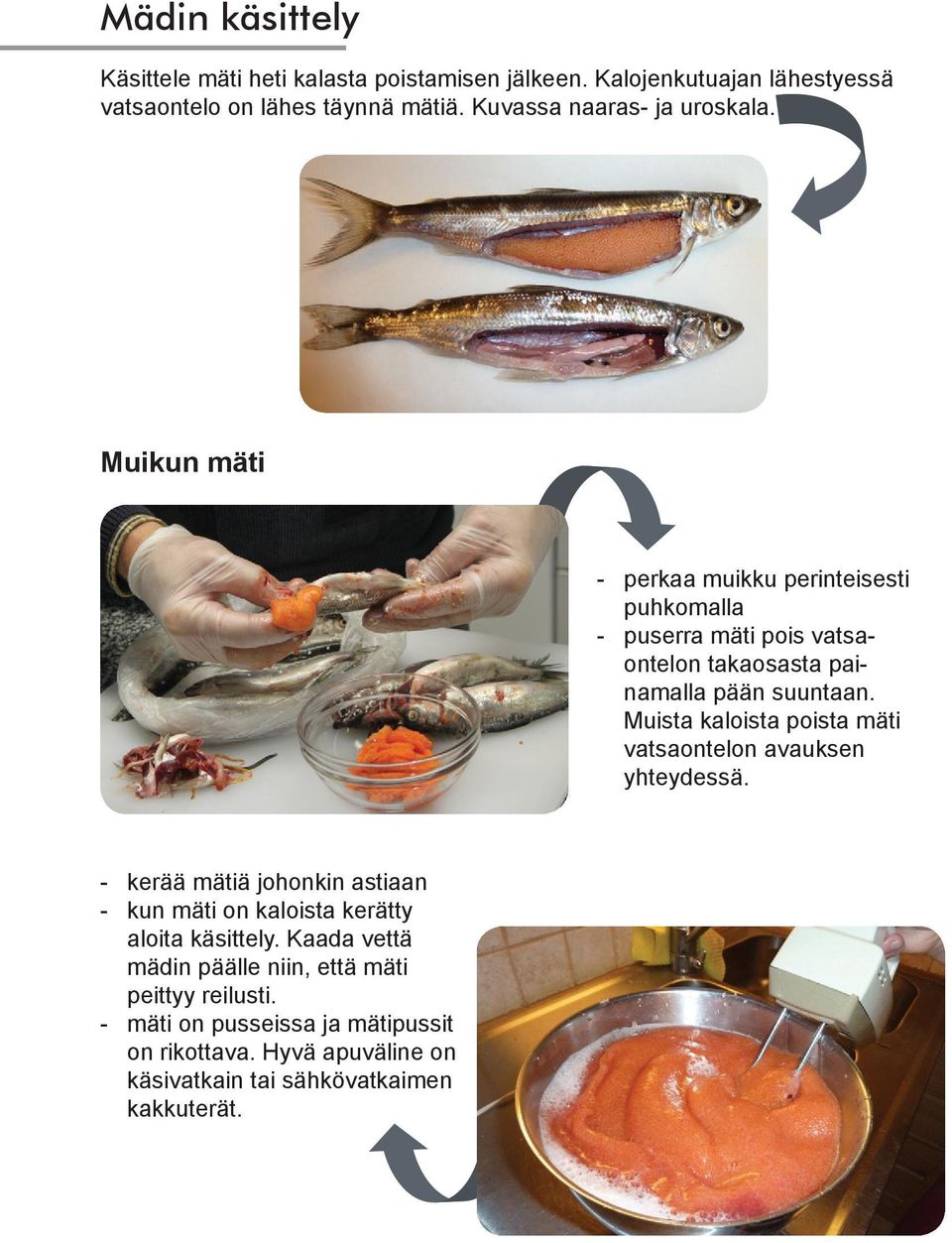 Muikun mäti - perkaa muikku perinteisesti puhkomalla - puserra mäti pois vatsaontelon takaosasta painamalla pään suuntaan.