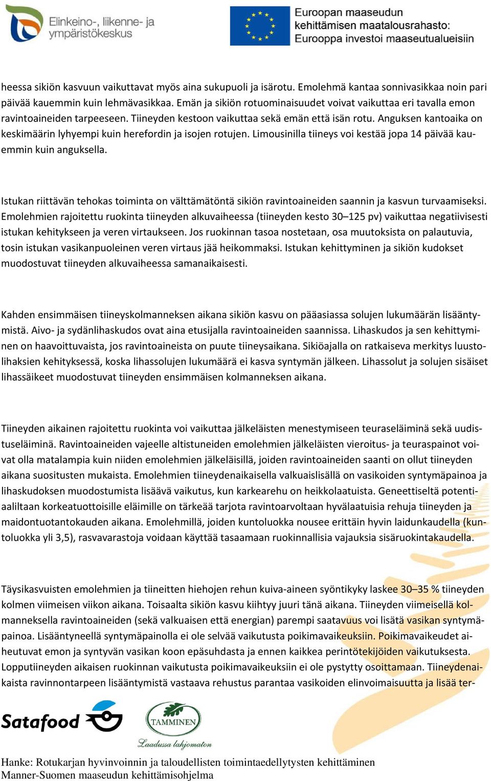 Anguksen kantoaika on keskimäärin lyhyempi kuin herefordin ja isojen rotujen. Limousinilla tiineys voi kestää jopa 14 päivää kauemmin kuin anguksella.