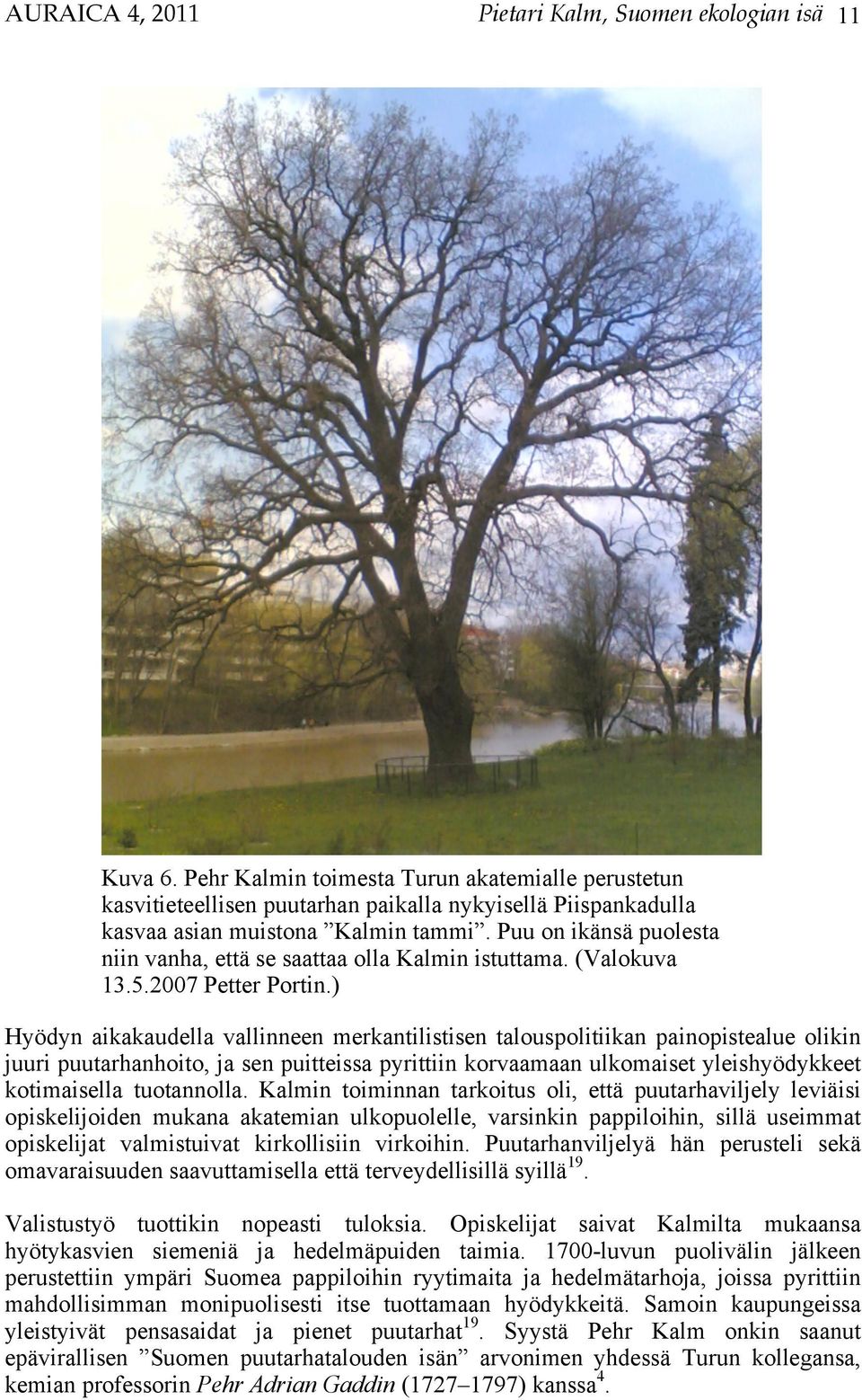 Puu on ikänsä puolesta niin vanha, että se saattaa olla Kalmin istuttama. (Valokuva 13.5.2007 Petter Portin.