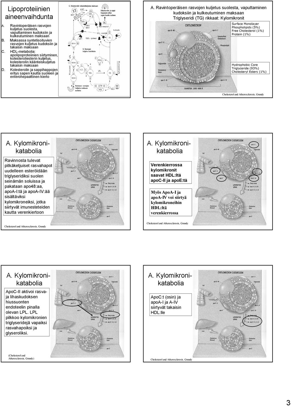 HDL metabolia: apolipoproteiinien siirtyminen, kolesteroliesterin kuljetus, kolesterolin käänteiskuljetus takaisin maksaan D.