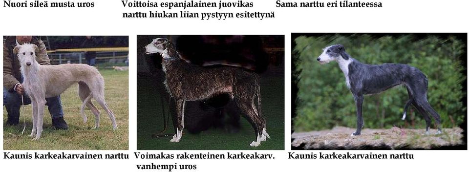 esitettynä Kaunis karkeakarvainen narttu Voimakas