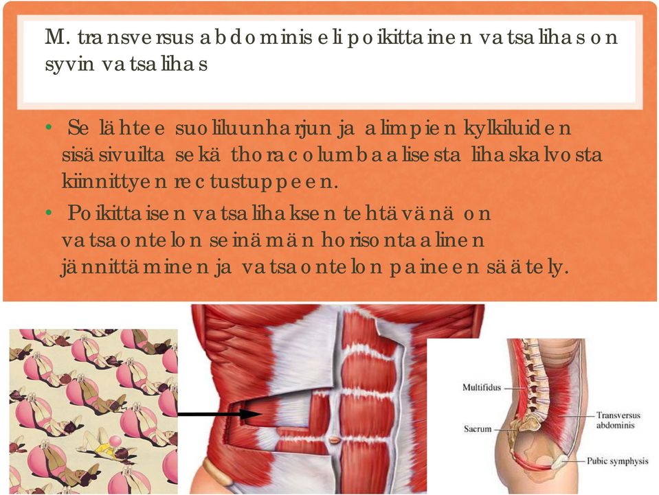 lihaskalvosta kiinnittyen rectustuppeen.