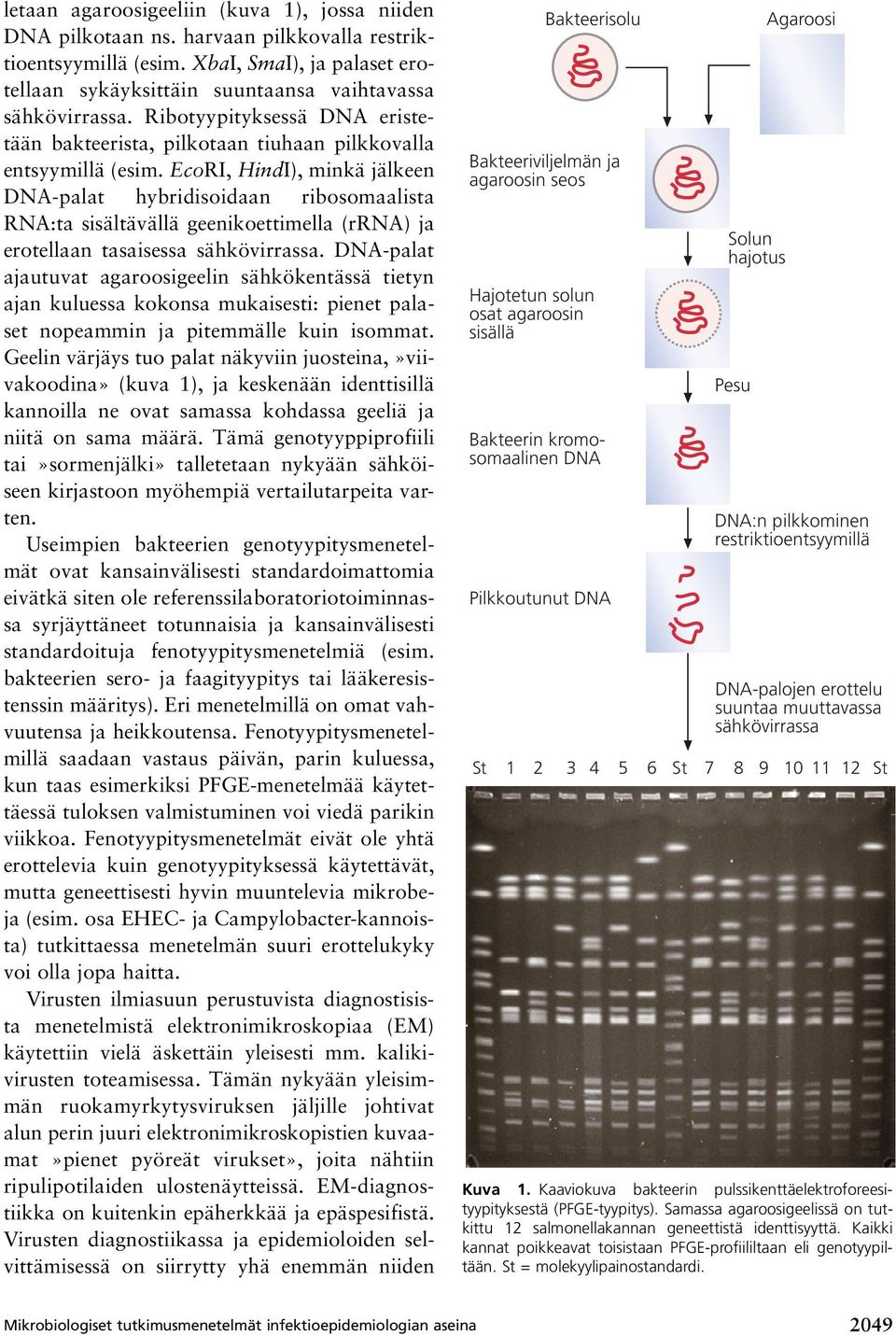 EcoRI, HindI), minkä jälkeen DNA-palat hybridisoidaan ribosomaalista RNA:ta sisältävällä geenikoettimella (rrna) ja erotellaan tasaisessa sähkövirrassa.