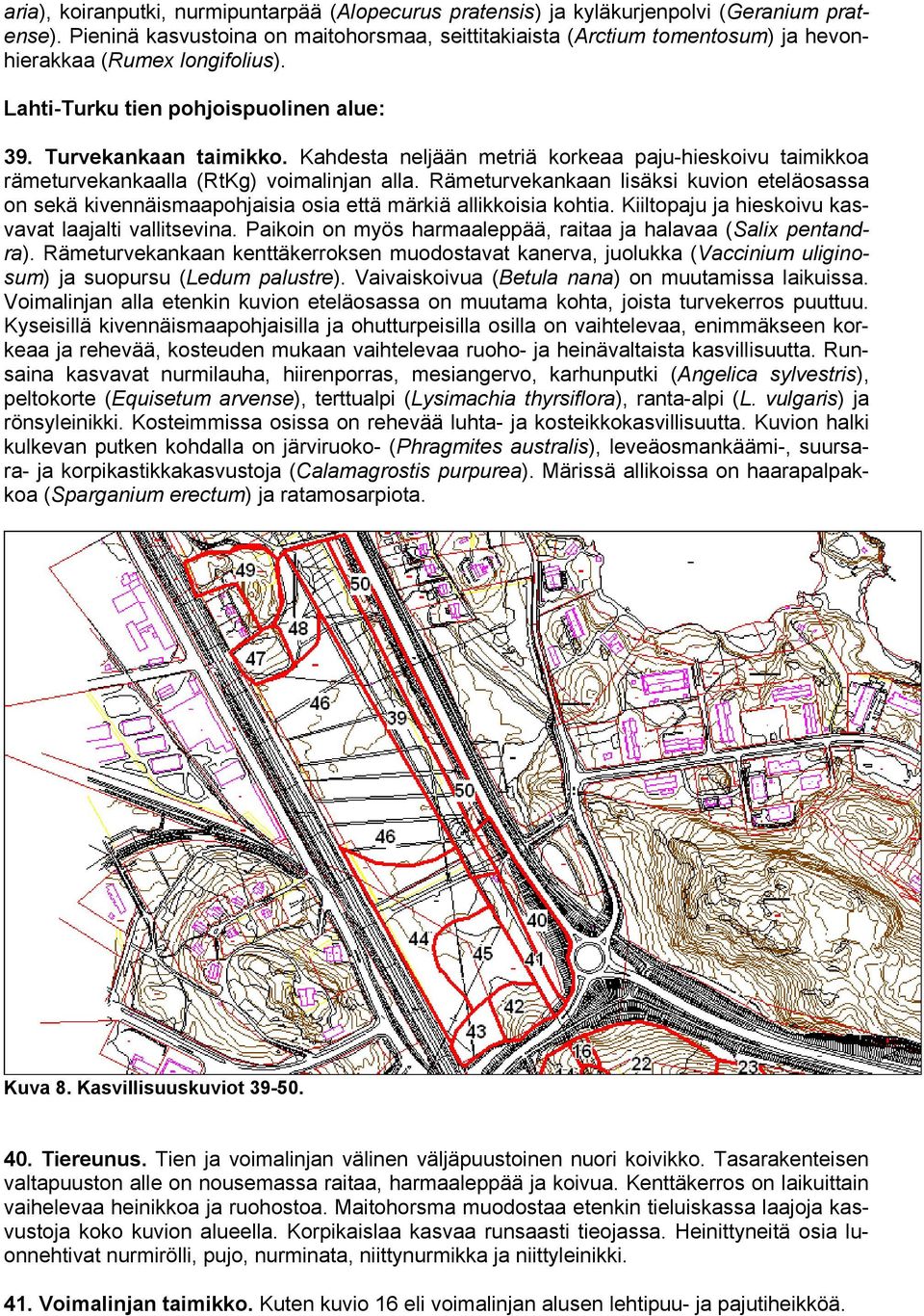 Kahdesta neljään metriä korkeaa paju-hieskoivu taimikkoa rämeturvekankaalla (RtKg) voimalinjan alla.