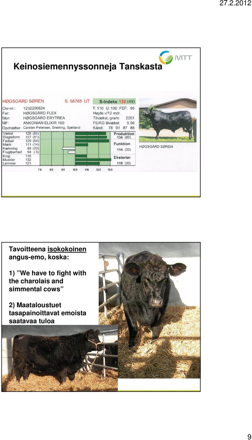 have to fight with the charolais and simmental