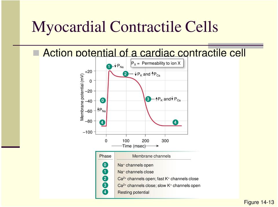 P K and P Ca 4 Phase 0 1 2 3 4 Membrane channels Na + channels open Na + channels close Ca 2+ channels