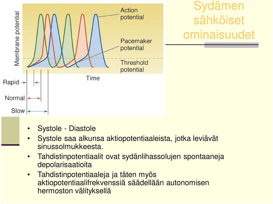 Tahdistinpotentiaalit ovat sydänlihassolujen spontaaneja depolarisaatioita