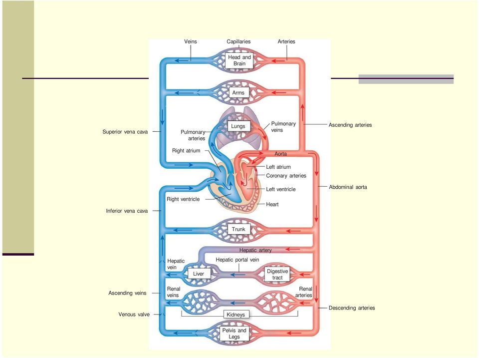 Inferior vena cava Right ventricle Heart Trunk Hepatic vein Liver Hepatic artery Hepatic portal vein