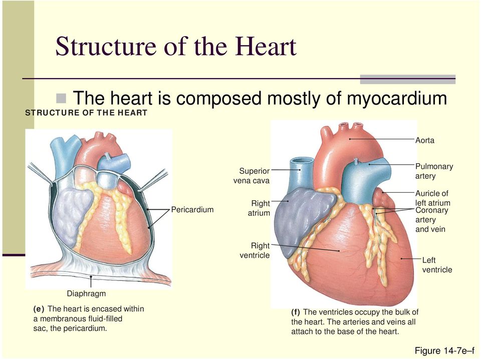 vein Left ventricle Diaphragm (e) The heart is encased within a membranous fluid-filled sac, the pericardium.