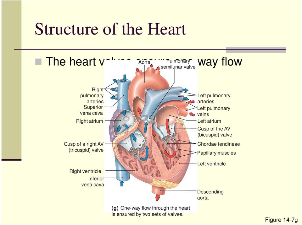 Left pulmonary arteries Left pulmonary veins Left atrium Cusp of the AV (bicuspid) valve Chordae tendineae