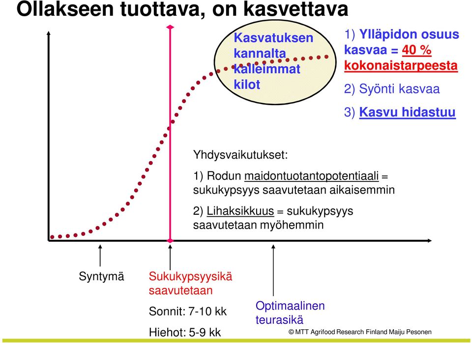 maidontuotantopotentiaali = sukukypsyys saavutetaan aikaisemmin 2) Lihaksikkuus = sukukypsyys