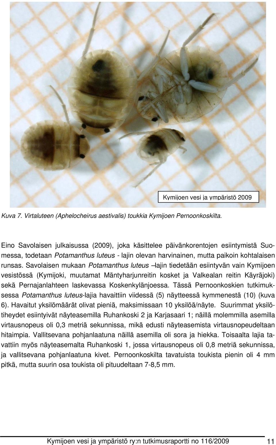 Savolaisen mukaan Potamanthus luteus lajin tiedetään esiintyvän vain Kymijoen vesistössä (Kymijoki, muutamat Mäntyharjunreitin kosket ja Valkealan reitin Käyräjoki) sekä Pernajanlahteen laskevassa