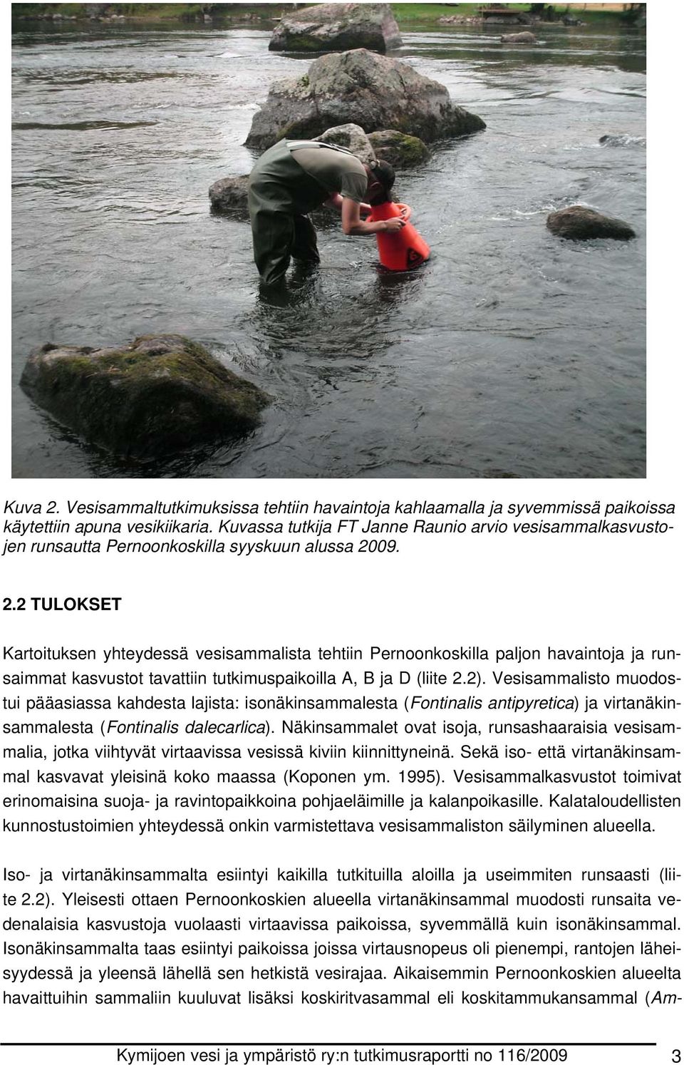 09. 2.2 TULOKSET Kartoituksen yhteydessä vesisammalista tehtiin Pernoonkoskilla paljon havaintoja ja runsaimmat kasvustot tavattiin tutkimuspaikoilla A, B ja D (liite 2.2).