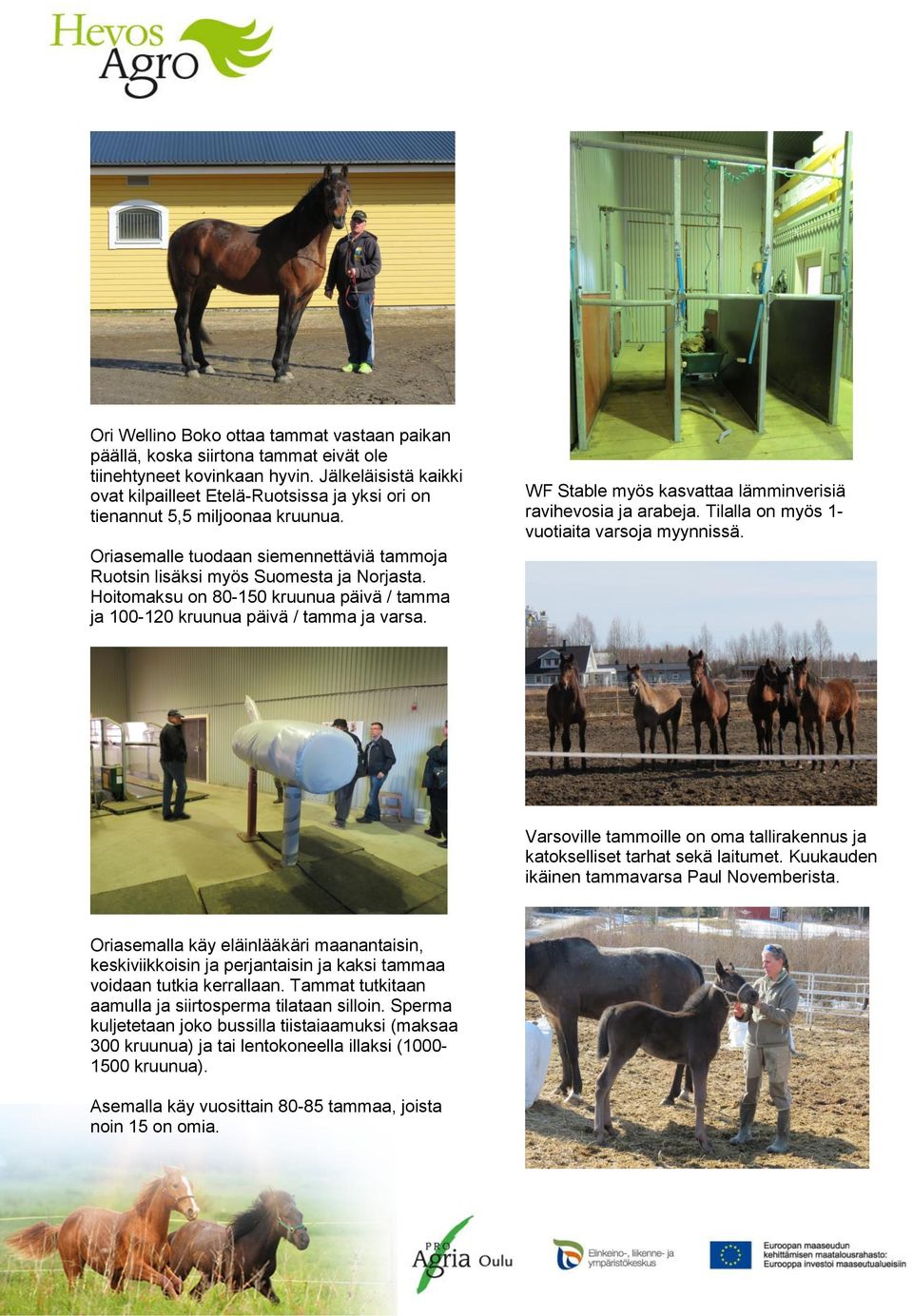 Hoitomaksu on 80-150 kruunua päivä / tamma ja 100-120 kruunua päivä / tamma ja varsa. WF Stable myös kasvattaa lämminverisiä ravihevosia ja arabeja. Tilalla on myös 1- vuotiaita varsoja myynnissä.