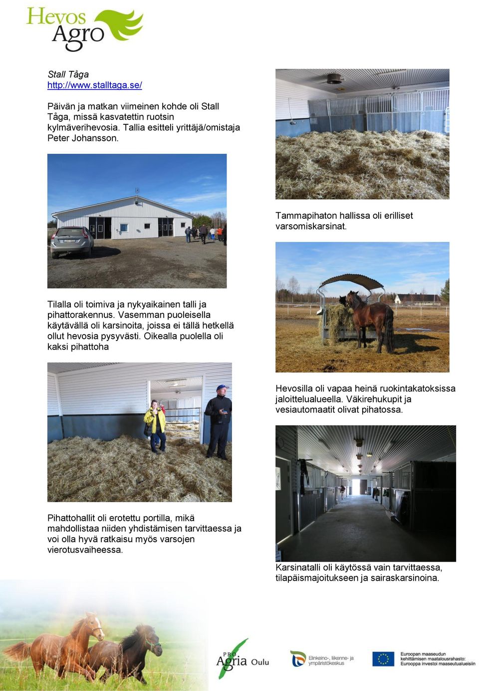 Vasemman puoleisella käytävällä oli karsinoita, joissa ei tällä hetkellä ollut hevosia pysyvästi.