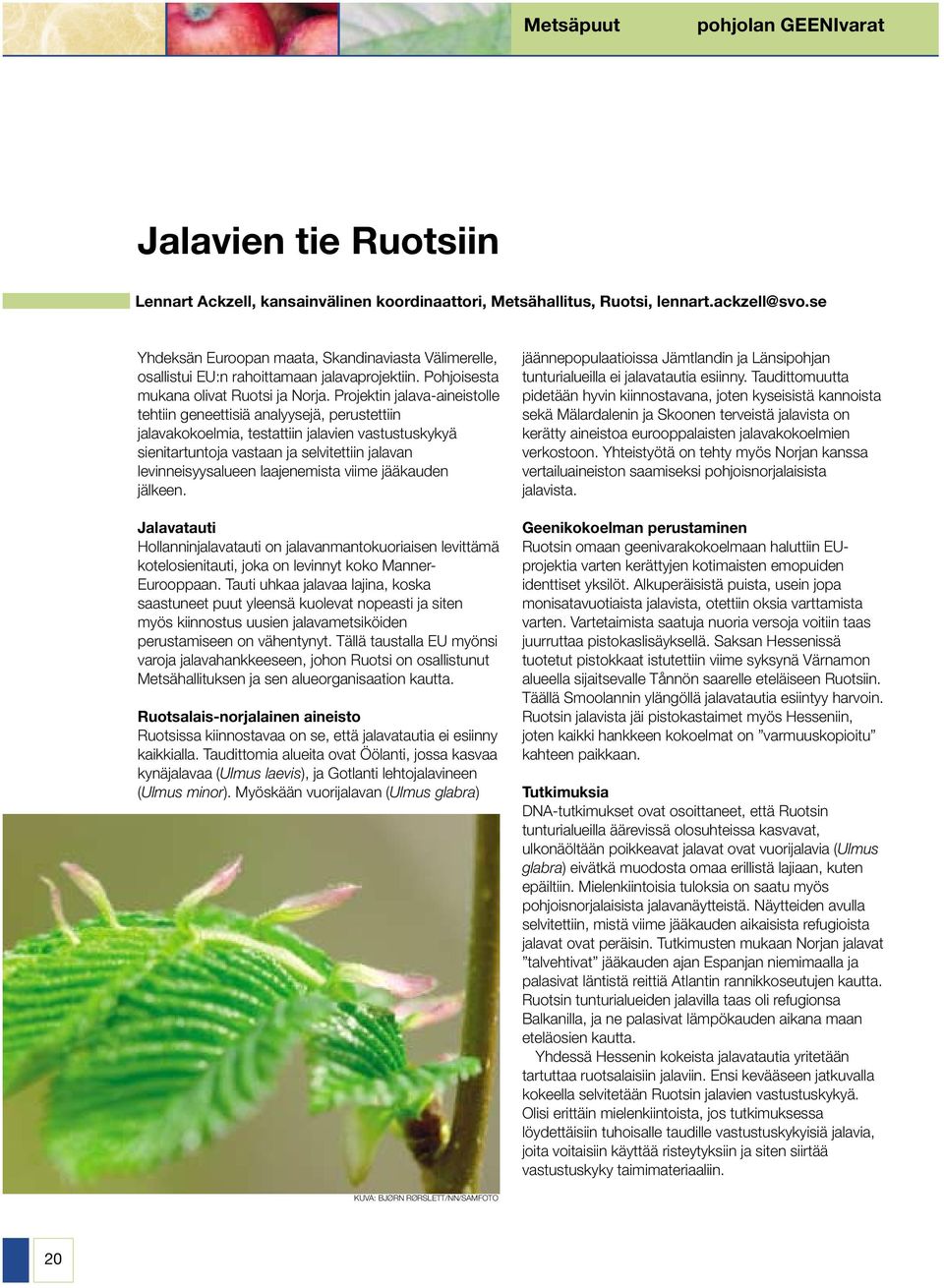 Projektin jalava-aineistolle tehtiin geneettisiä analyysejä, perustettiin jalavakokoelmia, testattiin jalavien vastustuskykyä sienitartuntoja vastaan ja selvitettiin jalavan levinneisyysalueen