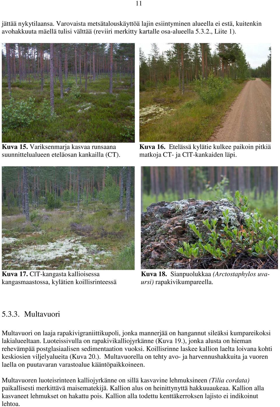 ClT-kangasta kallioisessa kangasmaastossa, kylätien koillisrinteessä Kuva 18. Sianpuolukkaa (Arctostaphylos uvaursi) rapakivikumpareella. 5.3.