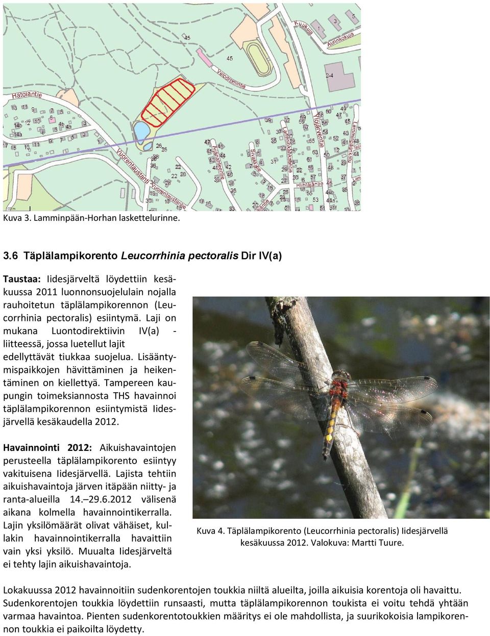 6 Täplälampikorento Leucorrhinia pectoralis Dir IV(a) Taustaa: Iidesjärveltä löydettiin kesäkuussa 2011 luonnonsuojelulain nojalla rauhoitetun täplälampikorennon (Leucorrhinia pectoralis) esiintymä.