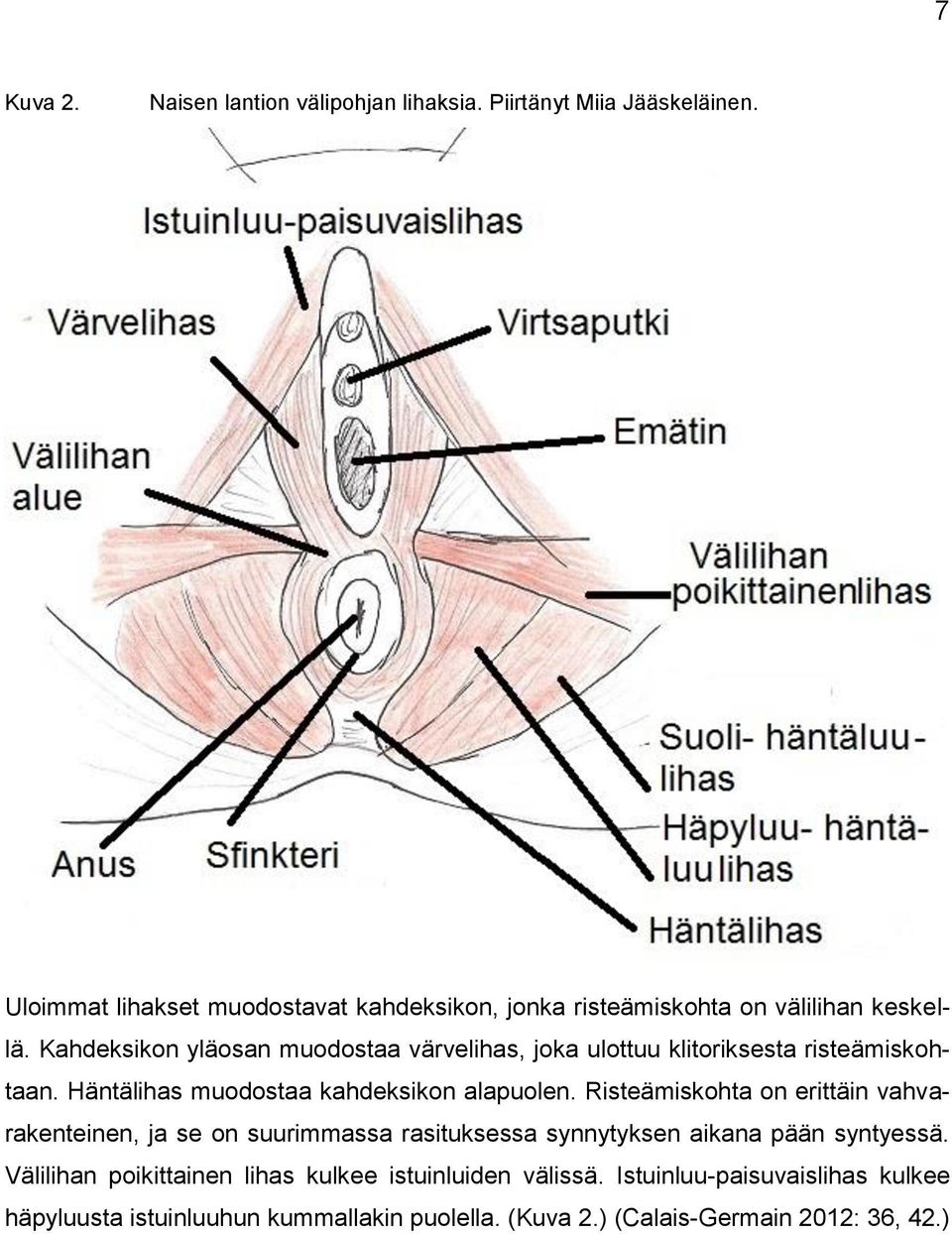 Kahdeksikon yläosan muodostaa värvelihas, joka ulottuu klitoriksesta risteämiskohtaan. Häntälihas muodostaa kahdeksikon alapuolen.