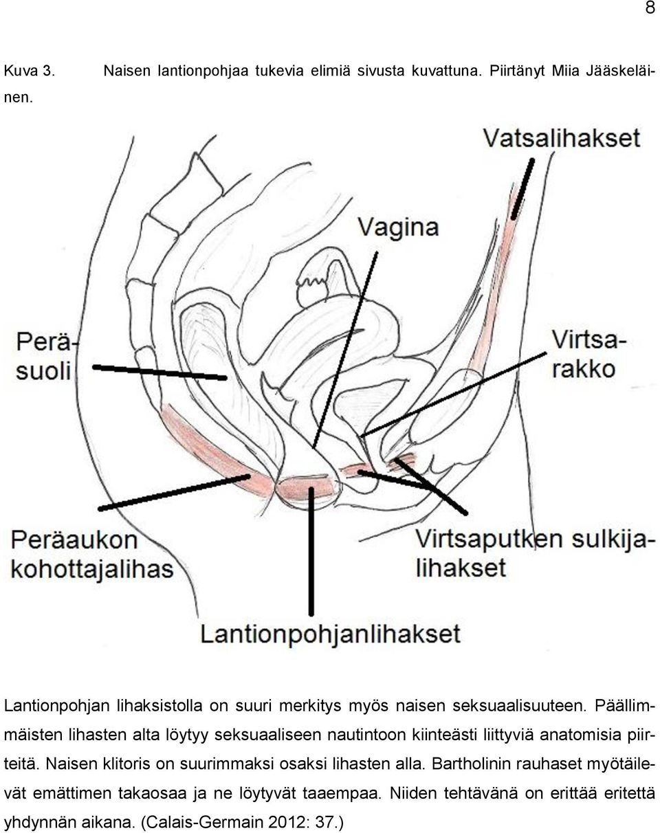 Päällimmäisten lihasten alta löytyy seksuaaliseen nautintoon kiinteästi liittyviä anatomisia piirteitä.