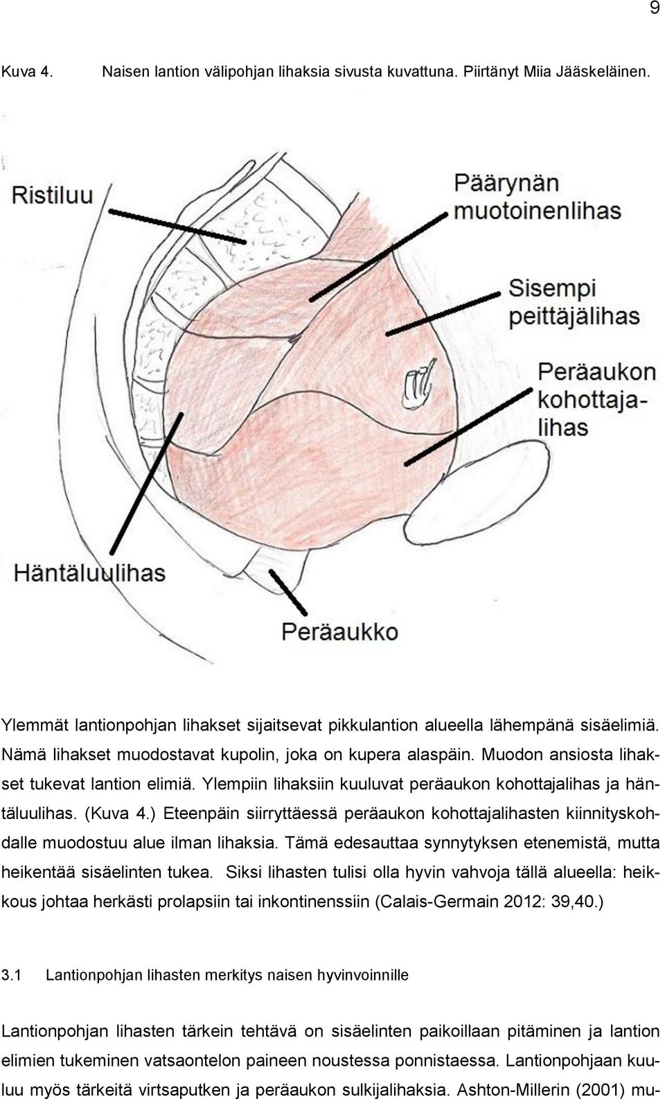 ) Eteenpäin siirryttäessä peräaukon kohottajalihasten kiinnityskohdalle muodostuu alue ilman lihaksia. Tämä edesauttaa synnytyksen etenemistä, mutta heikentää sisäelinten tukea.