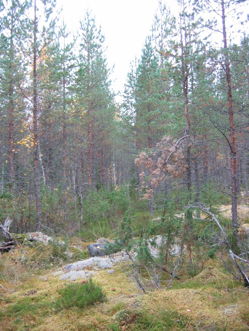 & LUOTO OY VIITASAARI ULPPAANMÄKI