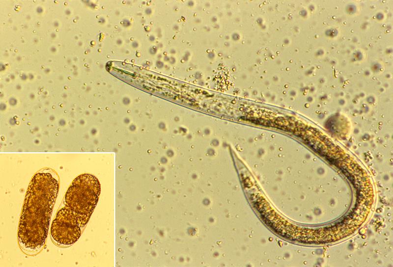 eggs of H.