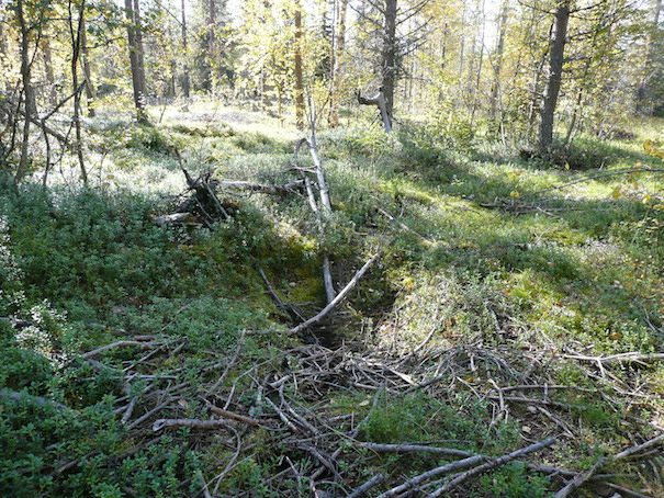 19 Kuoppa kuvattuna etelälounaaseen. Sen päältä on ajettu metsäkoneella. Kohde 1 kartalla.