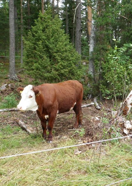 Naudanlihan käyttö (tilastot: Tike, Eviran nautarekisteri) 90 % lihaa teurastamoon, tilan käyttöön 10 % kuolleet/lopetetut - Maitorotu: ~11 % - Liharotu: ~5 % Syyt*: -