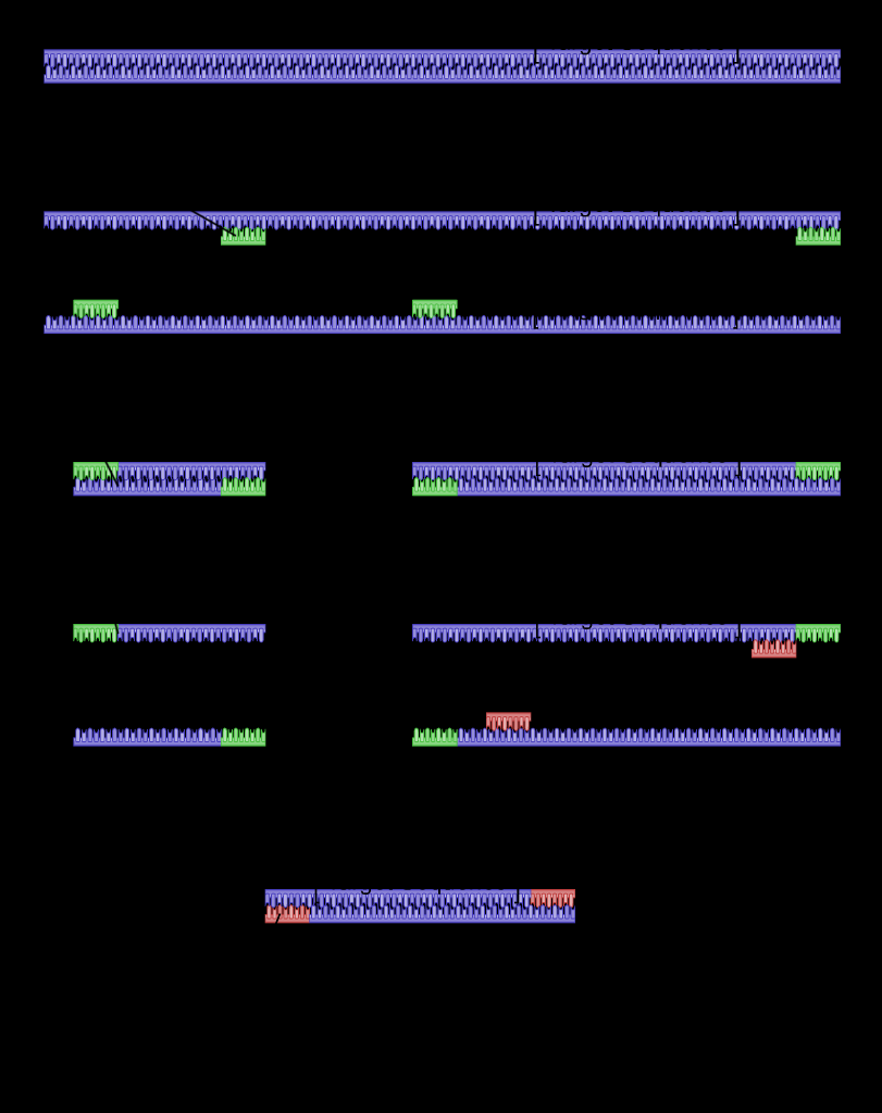 7 2.3 Nested PCR Vaikka PCR perustuu alukkeiden spesifiseen sitoutumiseen kohde-dna:ssa, on mahdollista, että yksittäiset alukkeet sitoutuvat vääriin kohtiin ja näin monistavat väärää DNA:ta.