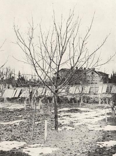 Kuva 3. Stening. 1905. Kuvassa Mustialan hedelmätarhaan vuonna 1896 istutettu Beresinka.