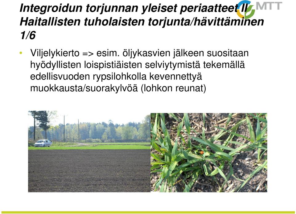 öljykasvien jälkeen suositaan hyödyllisten loispistiäisten