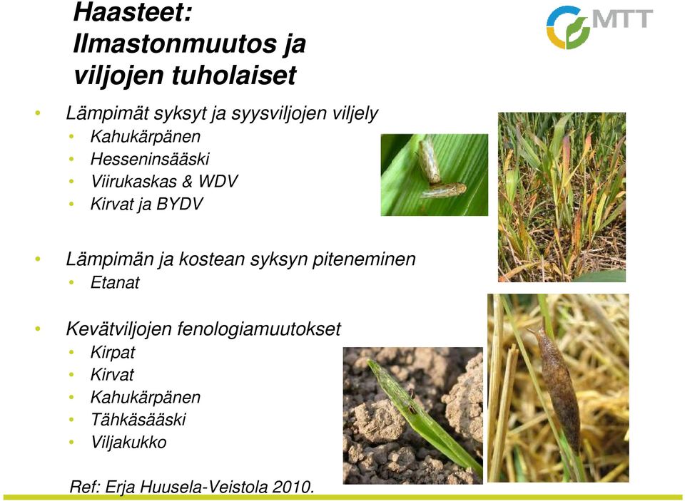 BYDV Lämpimän ja kostean syksyn piteneminen Etanat Kevätviljojen