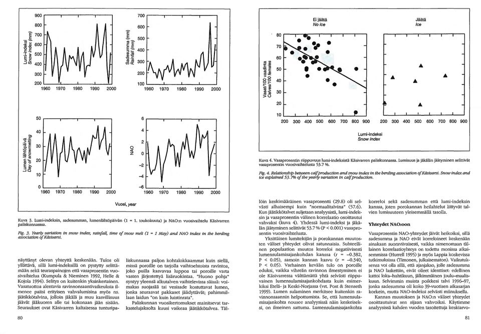 lumisuus ja jäkälän jäätyminen selittivät vasaprosentin vuosivaihtelusta 53.7 %. Fig. 4. Relationsbip between ca/f production and snow index in tbe berding association of Käsivarsi.