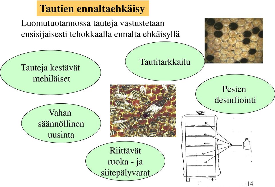 Tauteja kestävät mehiläiset Vahan säännöllinen uusinta