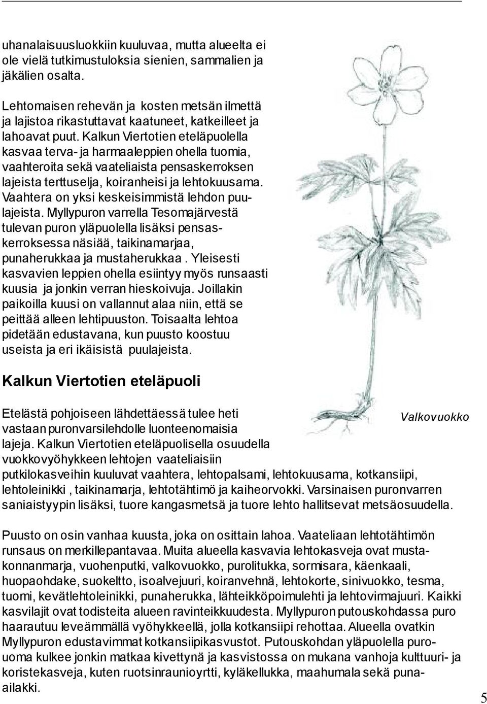 Kalkun Viertotien eteläpuolella kasvaa terva ja harmaaleppien ohella tuomia, vaahteroita sekä vaateliaista pensaskerroksen lajeista terttuselja, koiranheisi ja lehtokuusama.