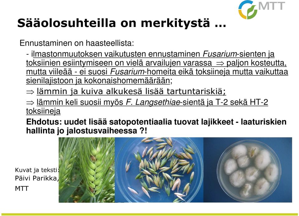 sienilajistoon ja kokonaishomemäärään; lämmin ja kuiva alkukesä lisää tartuntariskiä; lämmin keli suosii myös F.