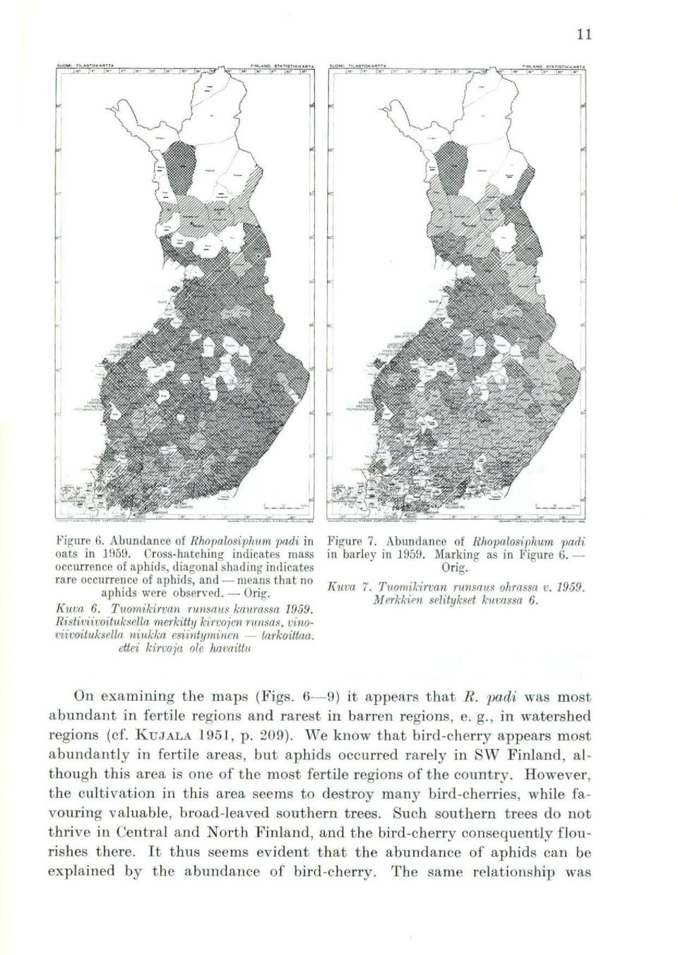 Ristiviivoituksella merkitty kirvojen runsas, vinoviivoitukselki niukka esiintyminen tarkoittaa. ettei kirvoja ole havaittu Figure 7. Abundance of Rhopalosiphum padi in barley in 1959.