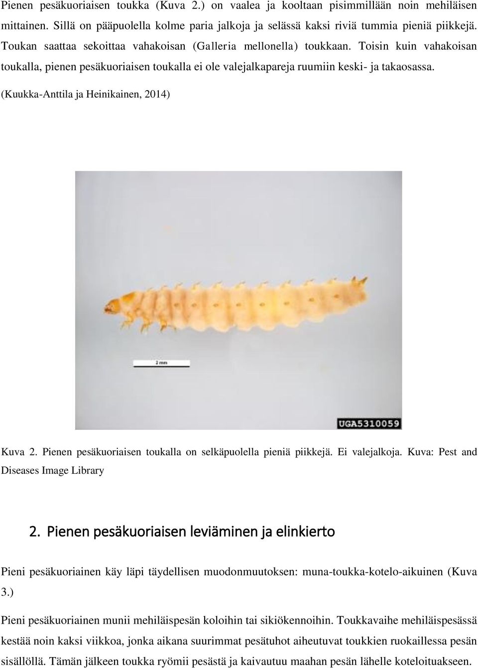 (Kuukka-Anttila ja Heinikainen, 2014) Kuva 2. Pienen pesäkuoriaisen toukalla on selkäpuolella pieniä piikkejä. Ei valejalkoja. Kuva: Pest and Diseases Image Library 2.